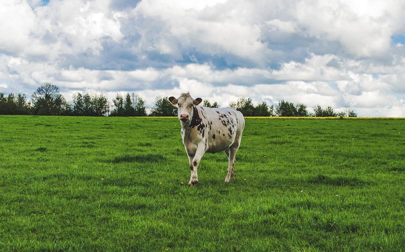 Une normandisation de notre ferme biologique en Normandie, grâce à un troupeau en sa majorité de vaches de la race normande, qui sont reconnus pour son lait excellent pour la transformation en fromage