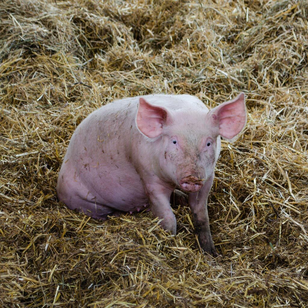 Un petit cochon sur paie