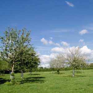 Les pommiers de La Quesne, Ferme et Fromagerie, certifiée en agriculture biologique. Un paysage typique des fermes de Normandie