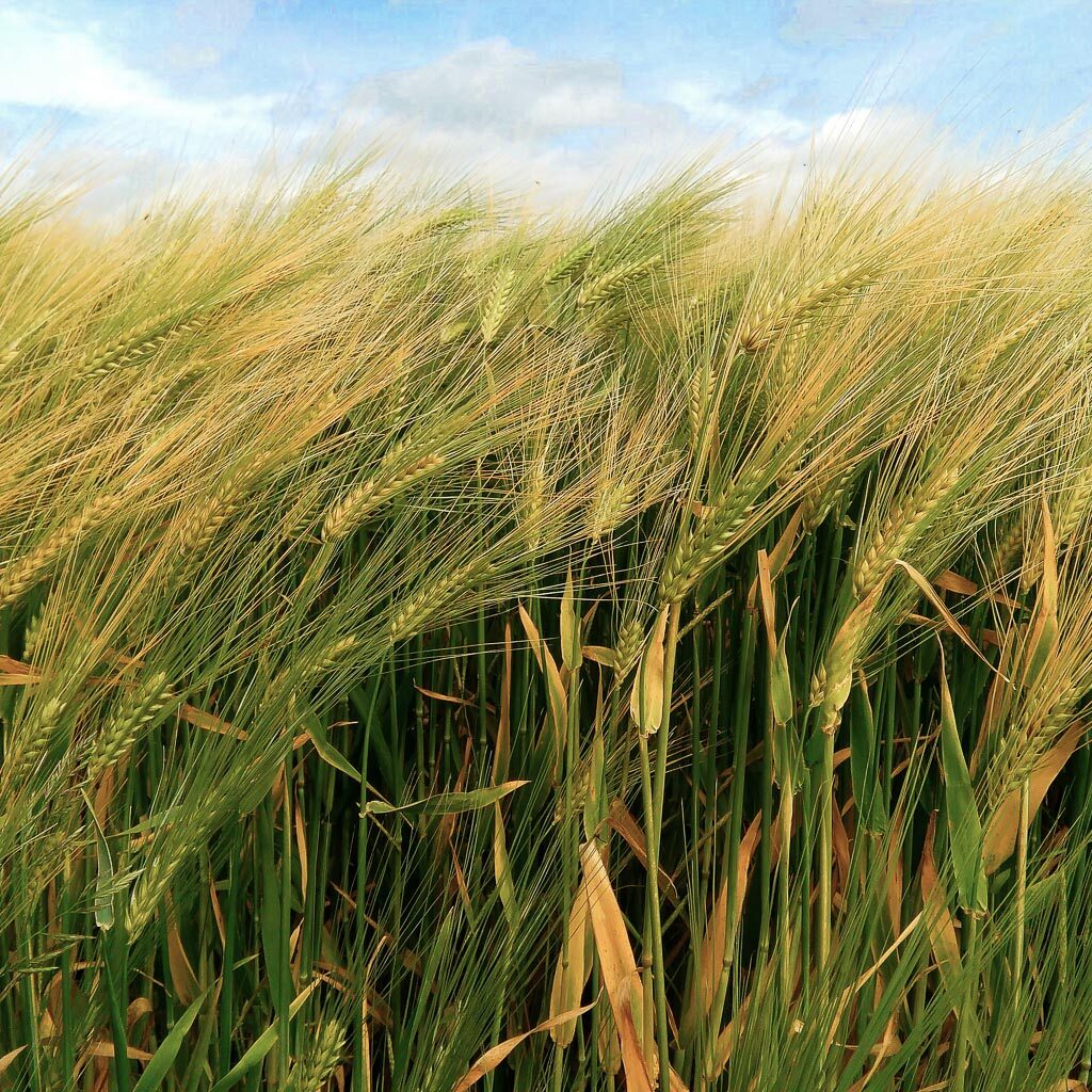 Nos vaches sont nourries à l'herbe bio de la ferme
