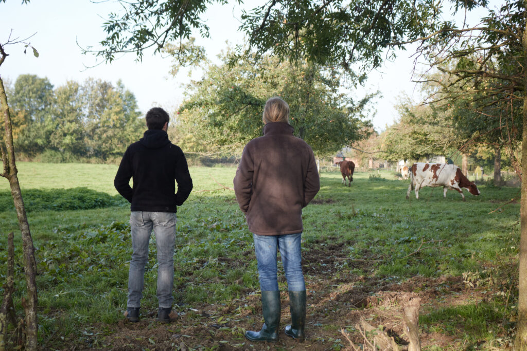 Les producteurs de fromage dans la ferme avec ses vaches normandes en pâturage