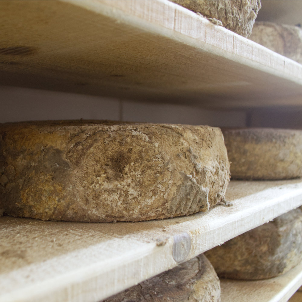 Meule de fromage normand bio affiné dans la cave d'affinage