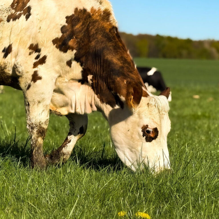 vache normande au pâturage. L'alimentation des vaches est clé pour la qualité de nos fromages normands bio