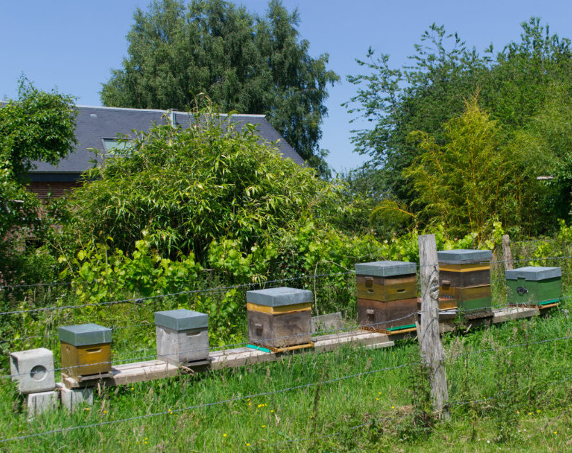 3 ruches et 3 ruchettes devant une maison normande