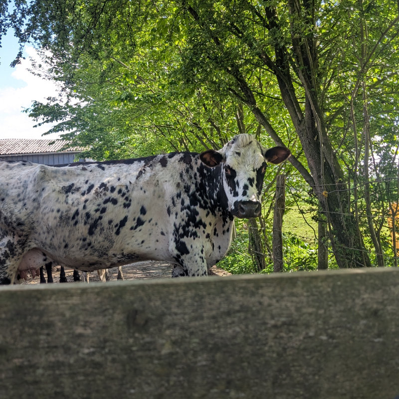 Une vache normande dans la salle de traite. La racine du fromage normand bio